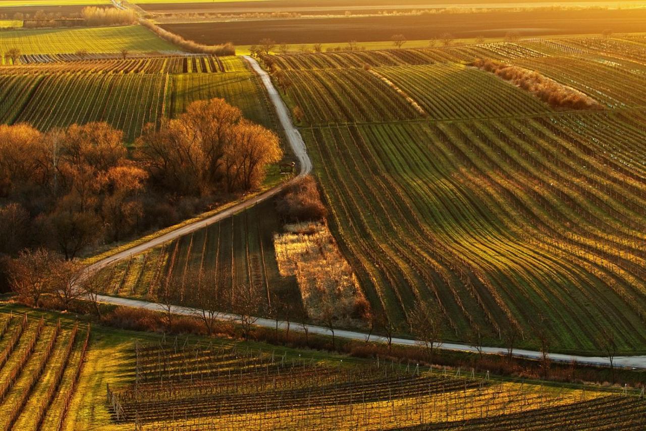 Vinoza - Ubytovani A Vinny Sklep Velke Bilovice Rulandova Экстерьер фото