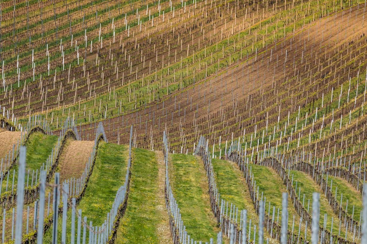 Vinoza - Ubytovani A Vinny Sklep Velke Bilovice Rulandova Экстерьер фото
